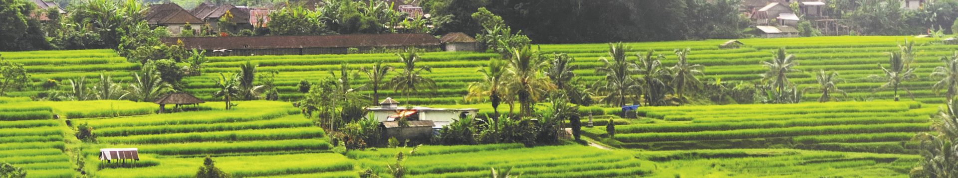 Bali rijstterrassen