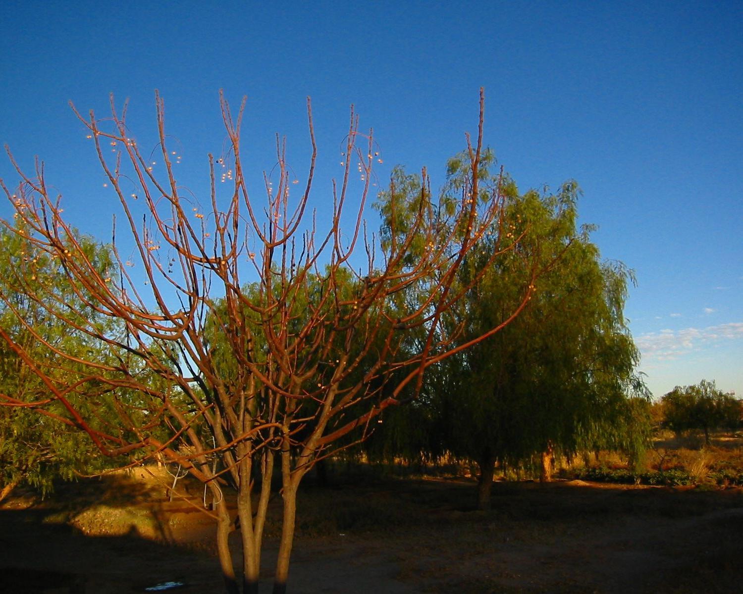 Kalahari Anib Lodge