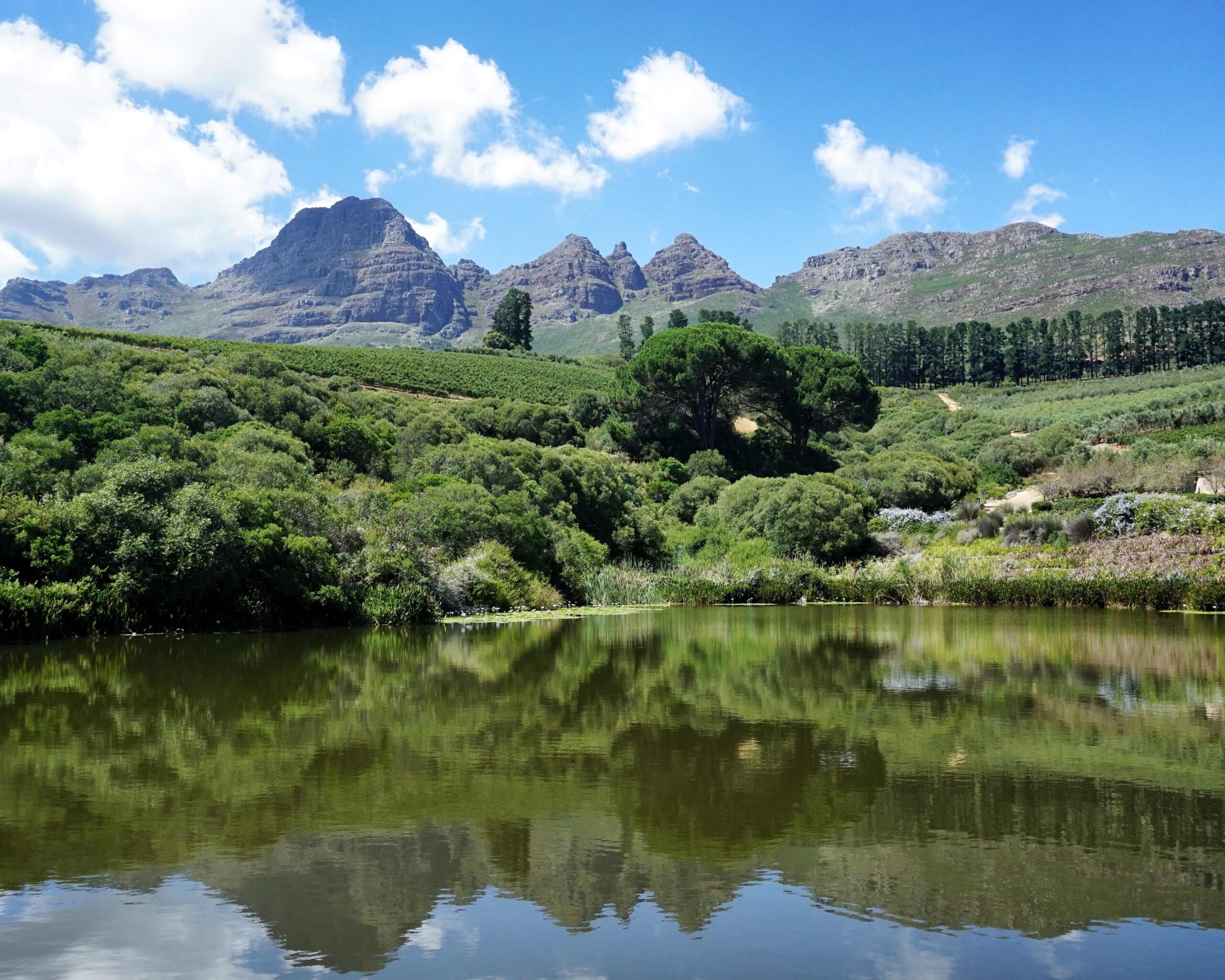 Mont d'Or Franschhoek