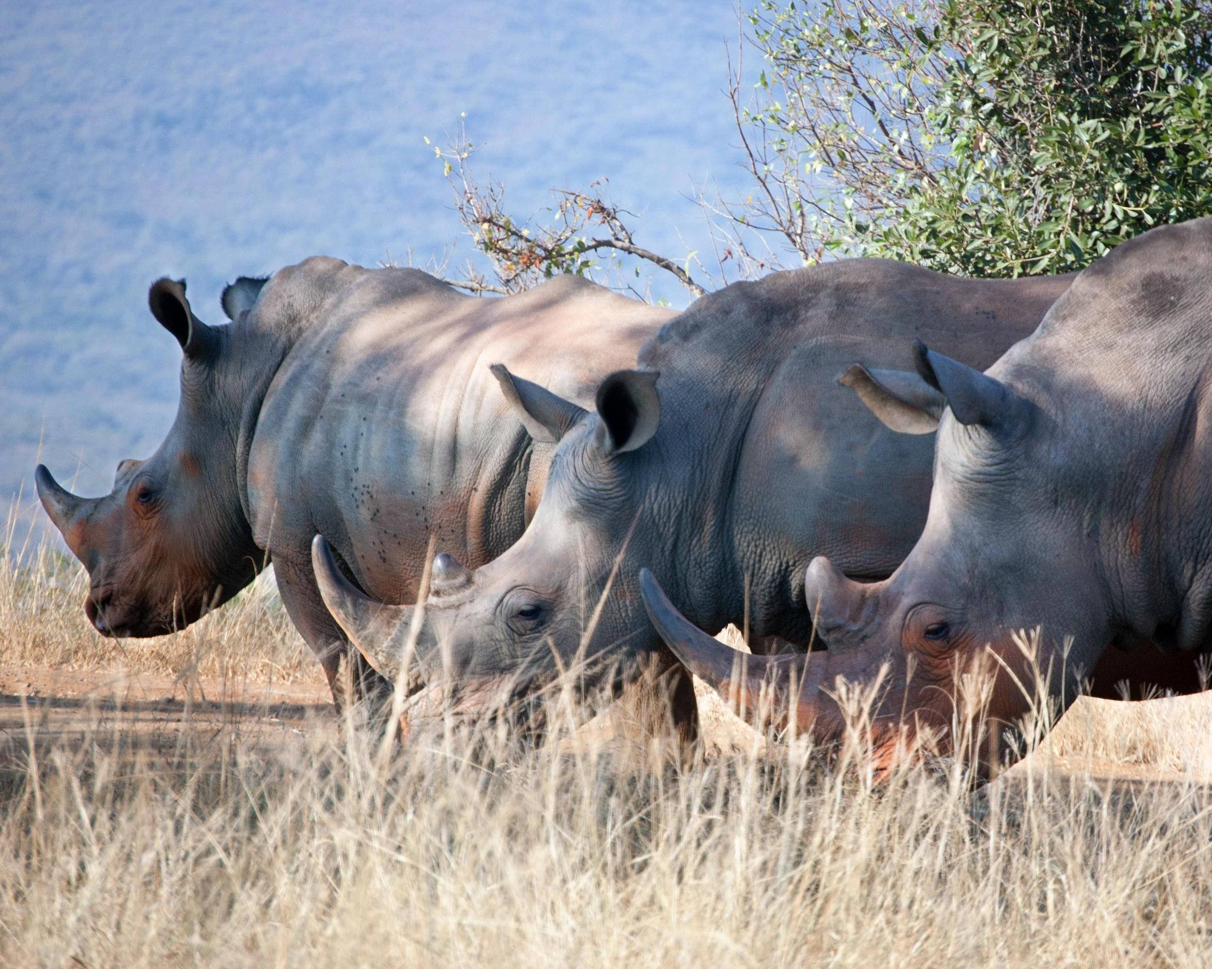 Rhino Ridge Safari Lodge