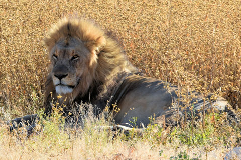 Leeuw in Etosha National Park