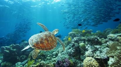 Great Barrier Reef Schildpad