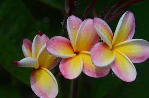 Frangipani - Cook Eilanden