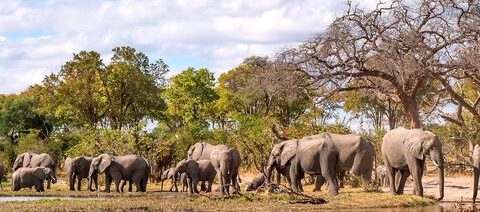 Botswana baobabs